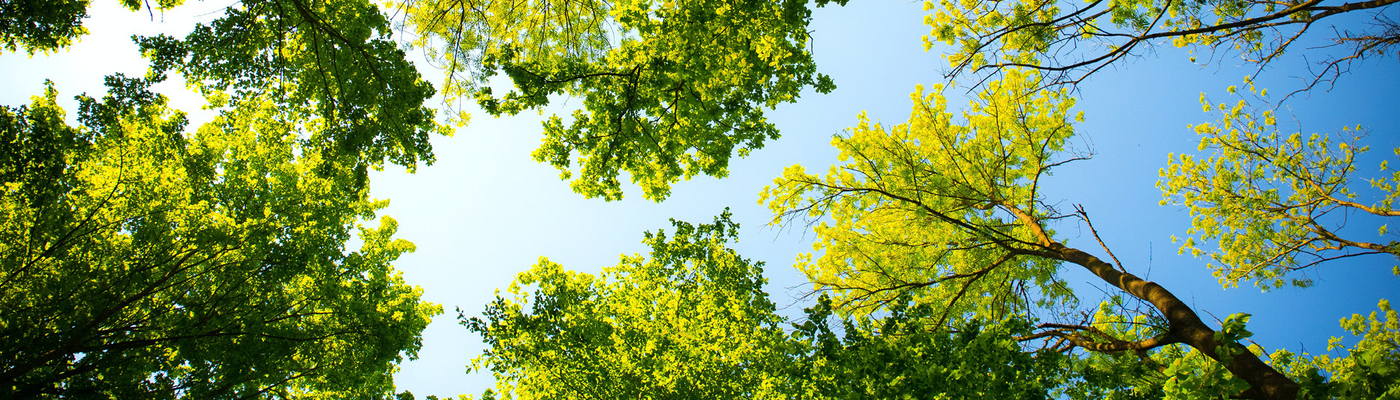 Baum macht Klima