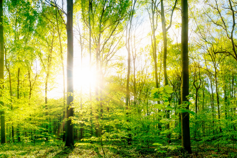 Wärme aus Holz Wärme aus Holz
