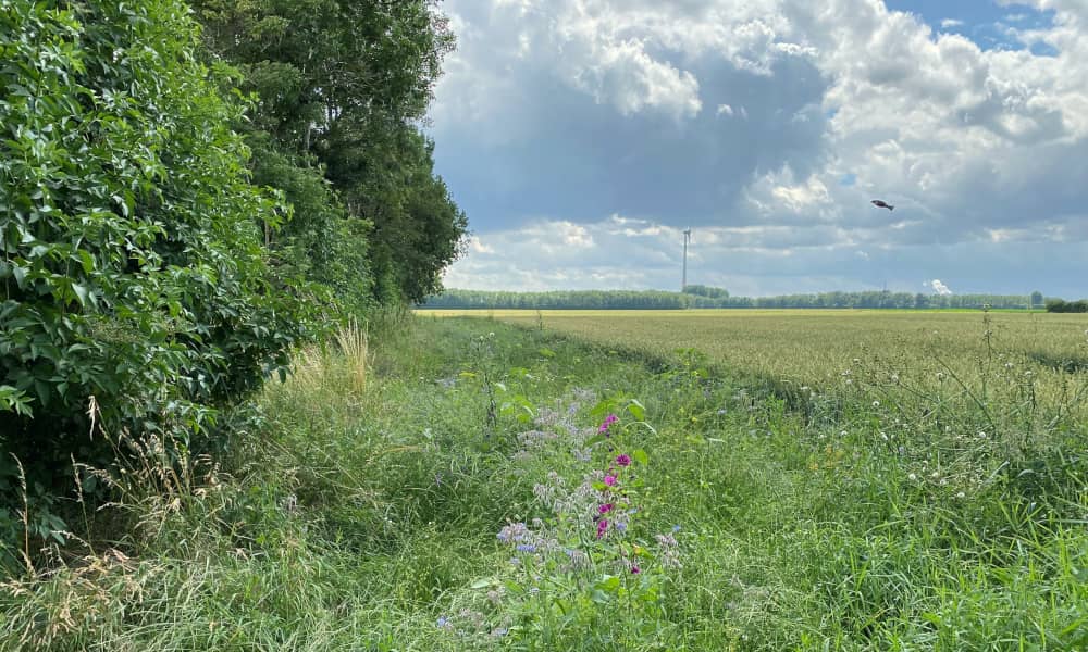Landschaft mit Bäumen und Blühwiese