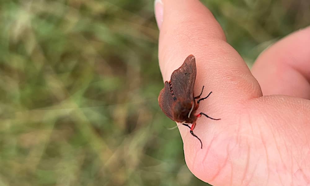Der Blutbär, ein kleiner Schmetterling, sitzt auf einem Finger