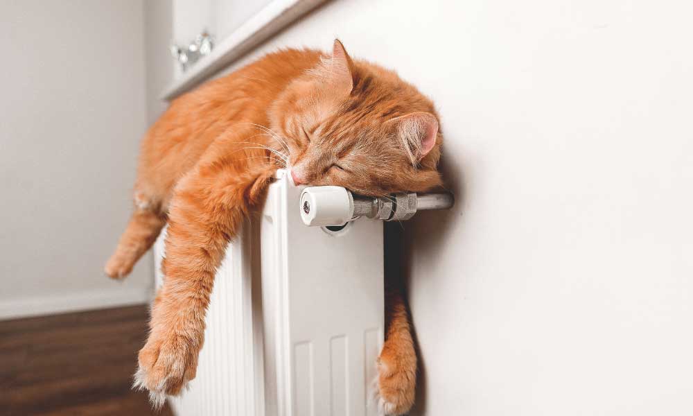 Katze liegt schlafend auf Heizung