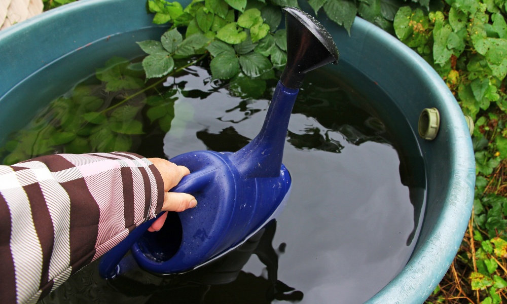 Eine Gießkanne wird mit Wasser aus einer Regentonne gefüllt.